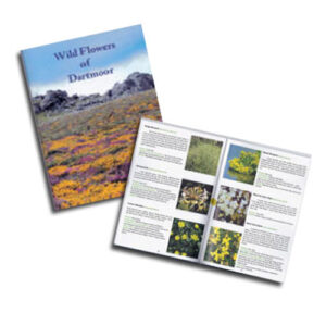 Wild Flowers (Trevor and Endymion Beer)